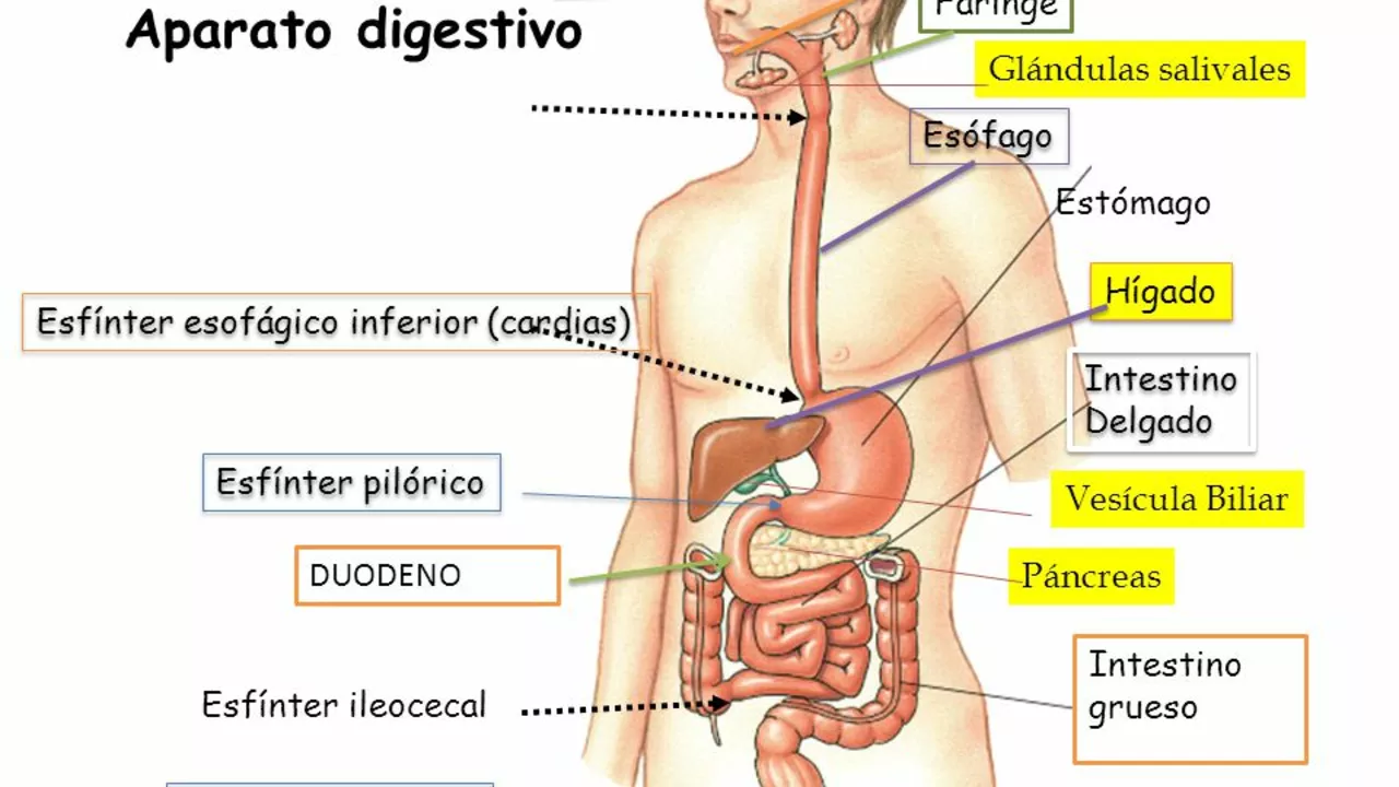 Ácido Ursodesoxicólico e Seu Sistema Digestivo: Uma Visão Geral Abrangente